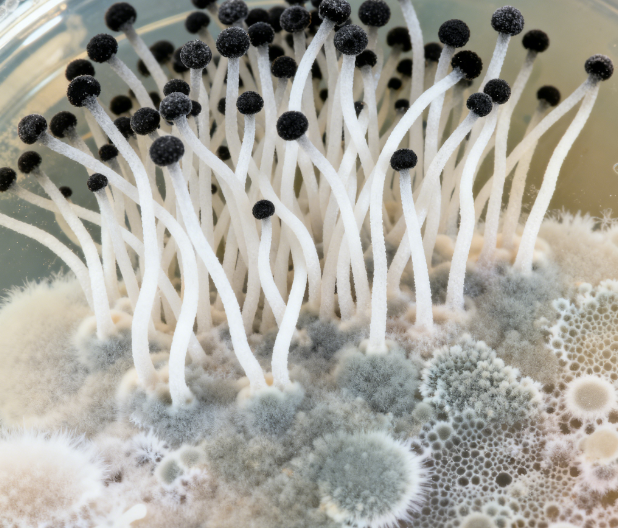 飼料原料冬季儲存風險升級，熒光定量真菌毒素檢測儀功能顯優(yōu)勢