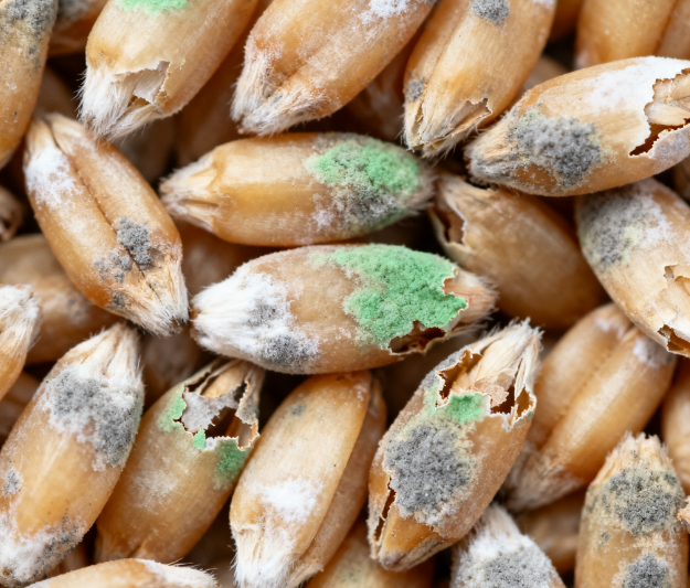 高校實驗室用：LD-LZ1真菌毒素檢測儀，熒光定量技術(shù)適配教學科研